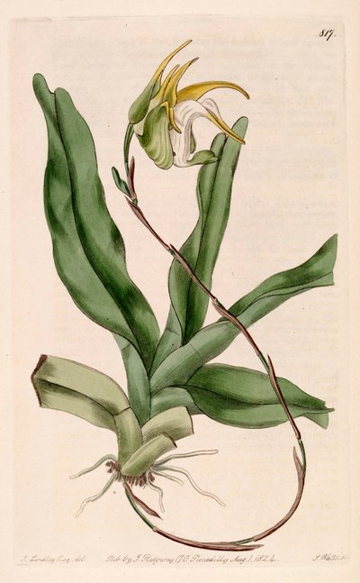 رسم توضيحي لـ grandanflora Aeranthes بواسطة جون ليندلي